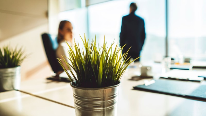 Topfpflanzen im Büro - wie man das Arbeitsklima verbessern kann