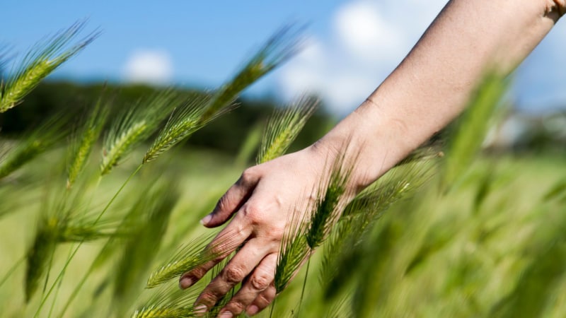 Spaziergänge in der Natur als Mittel zur Entspannung und Reflexion