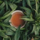 Filiżanka w liściach herbaty, zdj. Aniketh Kanukurthi / unsplash.com
