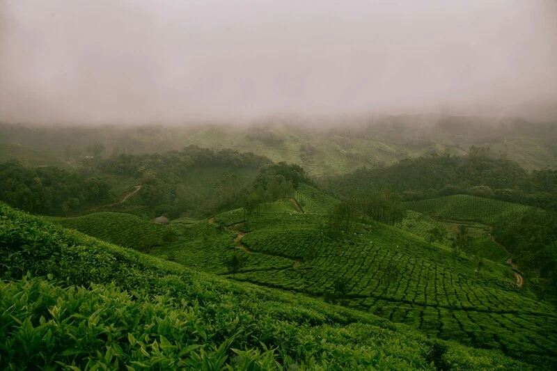 Uprawa herbaty, zdj. Ravi Pinisetti / unsplash.com