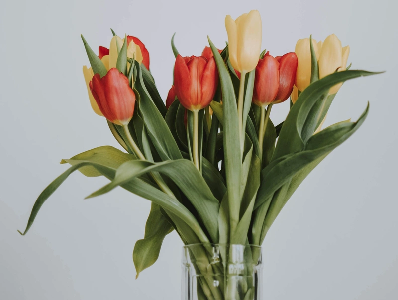 Tulipany to jedne z najchętniej kupowanych kwiatów, urzekające swoją prostotą. Zdjęcie: lil artsy / pexels.com.
